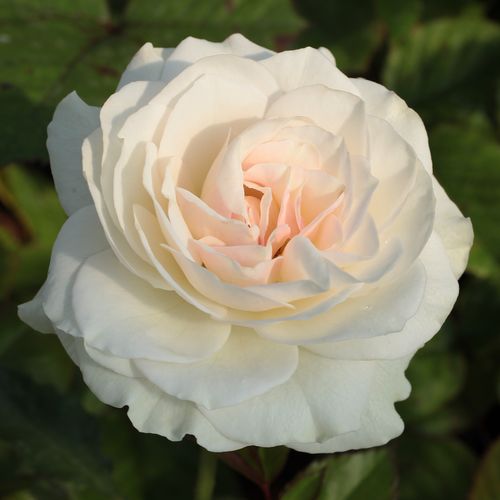 Vendita, rose rose floribunde - bianco - Rosa Szent Margit - rosa dal profumo discreto - Márk Gergely - La sua fioritura inizia nella prima metà di giugno e dura fino in autunno quando è ancora pieno e abbondantemente in fiore. È resistente alla siccità.